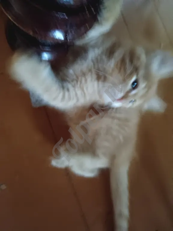 Котенок мальчик рыжий